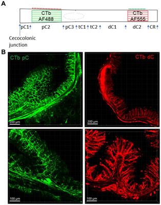 The parasympathetic and sensory innervation of the proximal and distal colon in male mice